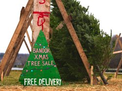 Sign on the Tree Lot